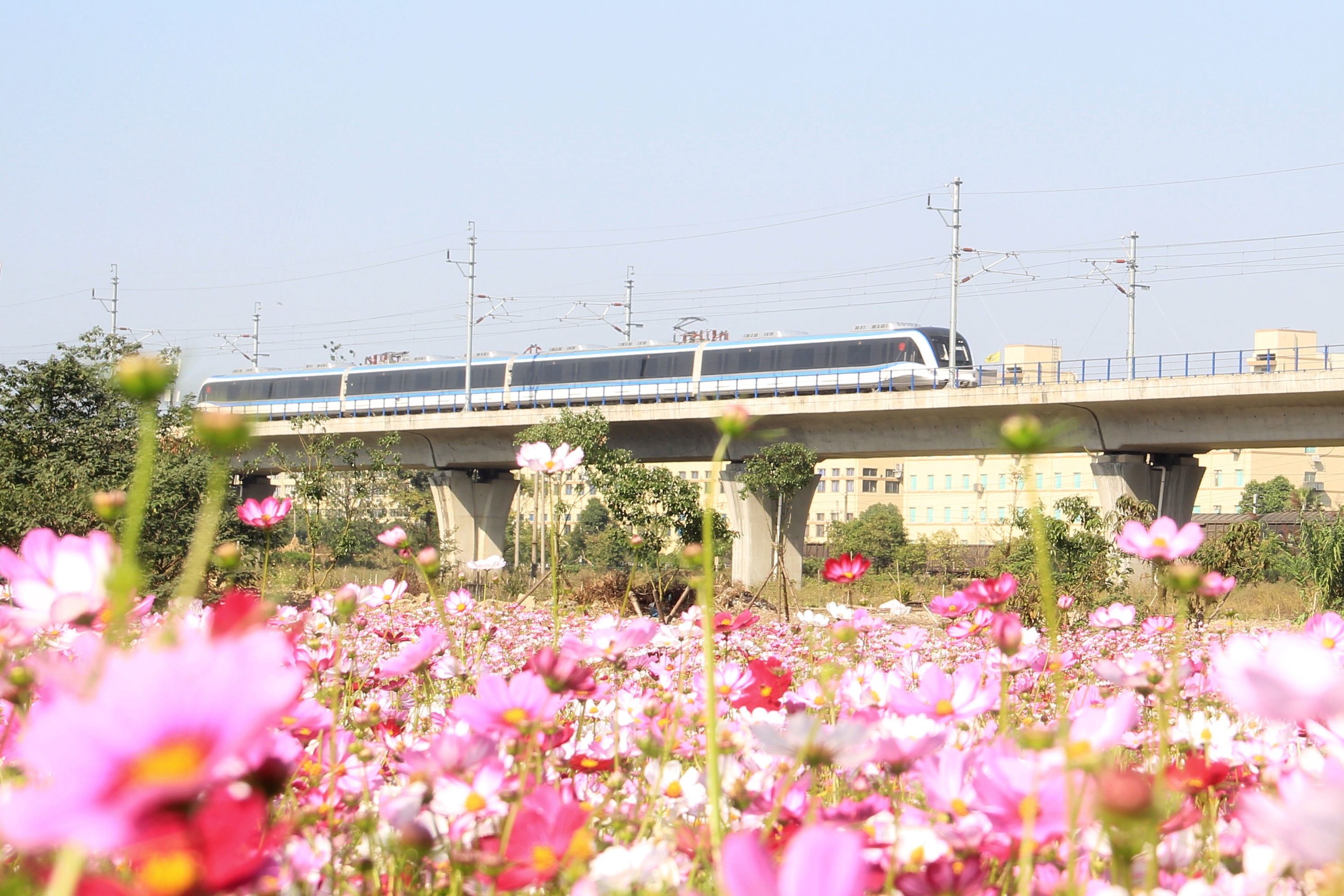 運營一列車，幸福一座城！S1線正載著乘客駛過新橋站花海.jpg
